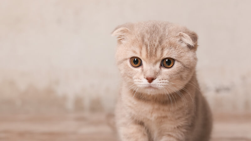 10 Signs Your Cat Is Unhappy