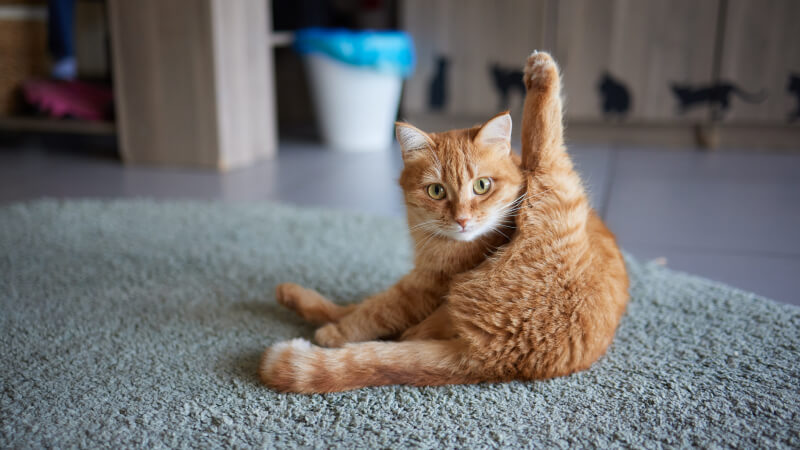 How to Stop a Cat from Pooping On the Floor